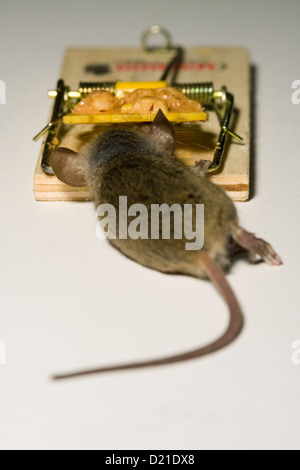 Maus gefangen in einer Mausefalle Köder mit Erdnussbutter auf weißem Hintergrund Stockfoto