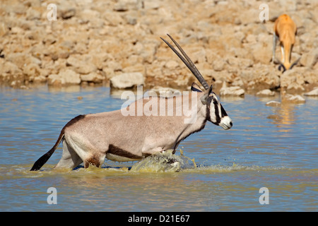 Oryx-Antilope (Oryx Gazella) zu Fuß in Wasser, Etosha Nationalpark, Namibia Stockfoto