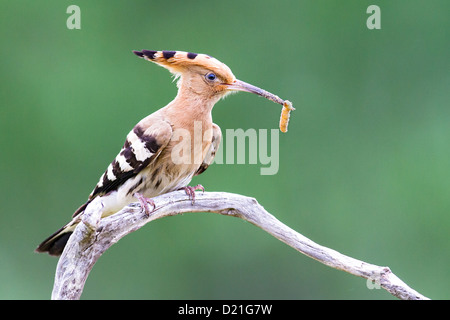 Eurasische Wiedehopf (Upupa Epops) ruht auf einem Ast mit frisch gefangenen Insekten, grüner Hintergrund, Raum nach rechts. Stockfoto