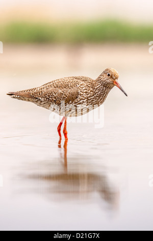 Gemeinsamen roten Schaft (Tringa Totanus) waten in einem Sumpf, Seitenansicht Stockfoto