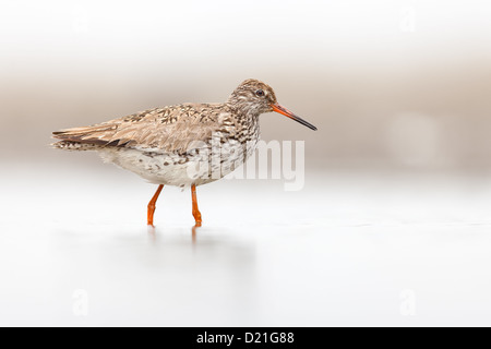 Gemeinsamen roten Schaft (Tringa Totanus) waten im Nebel, Seitenansicht Stockfoto