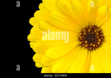 Gelbe Gerbera Ringelblume Blume Makro mit braunem Zentrum auf schwarzem Hintergrund isoliert Stockfoto