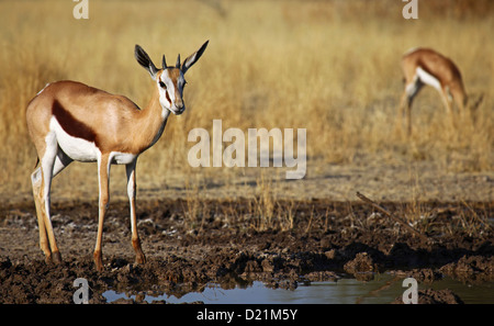 Springbock, Central Kalahari Game Reserve, Botsuana, Tierwelt Stockfoto