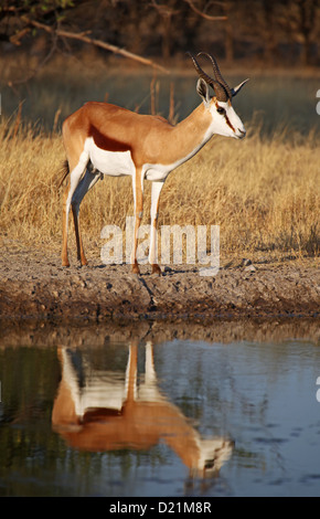 Springbock, Central Kalahari Game Reserve, Botsuana, Tierwelt Stockfoto