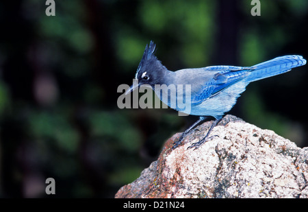 BLUE JAY [CYANOCITTA CRISTATA] SITZT AUF EINEM FELSEN IN MONTANA USA Stockfoto