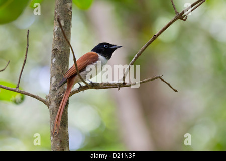 Seychelles Paradise Flycatcher Stockfoto