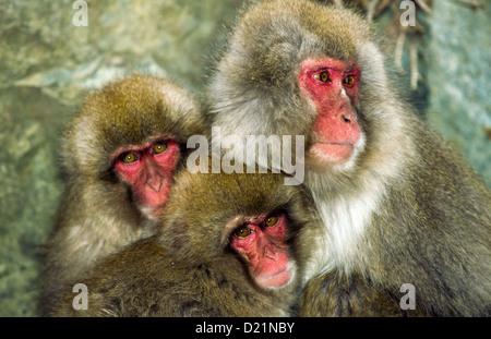 DREI JAPANISCHE MAKAKEN [MACACA FUSCATA] HUDDLE FÜR WÄRME IN DER KÄLTE DES WINTERS Stockfoto