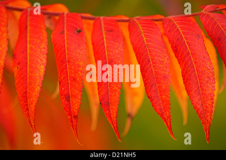 Staghorn Sumach (Rhus Typhina) Herbstlaub, Greater Sudbury, Ontario, Kanada Stockfoto