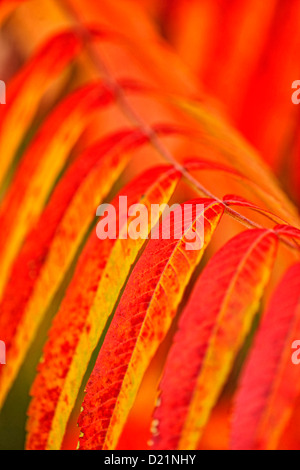 Staghorn Sumach (Rhus Typhina) Herbstlaub, Greater Sudbury, Ontario, Kanada Stockfoto