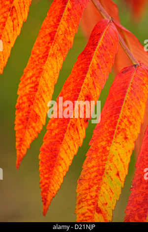 Staghorn Sumach (Rhus Typhina) Herbstlaub, Greater Sudbury, Ontario, Kanada Stockfoto