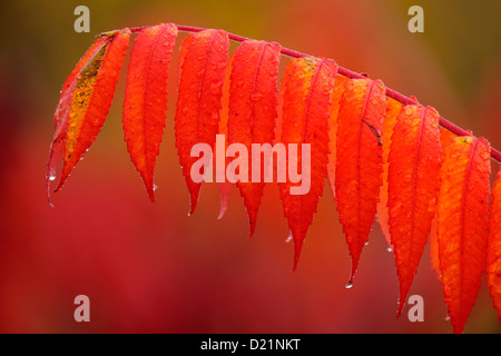 Staghorn Sumach (Rhus Typhina) Blätter im Herbst mit Regentropfen, größere Sudbury (Naughton), Ontario, Kanada Stockfoto