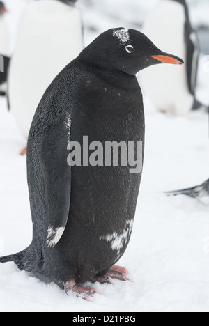 Schwarzen Gentoo - melanistische am Strand. Stockfoto