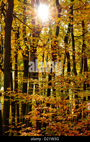 Sonne Strahlen im herbstlichen Wald Saison Herbst Wald Natur Bäume Laubbaum Sonne Sonnenschein Sonnenstrahl gelb golden braun Buche Stockfoto