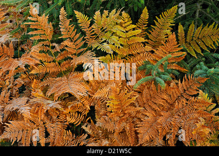Adlerfarn (Pteridium Aquilinum) Farn Herbst Wedel und Fichte Zweige, Greater Sudbury, Ontario, Kanada Stockfoto
