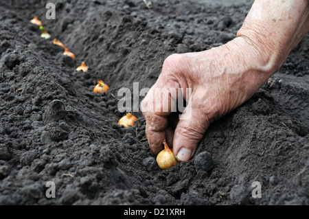 ältere Frau pflanzt Zwiebel im Gemüsegarten Stockfoto