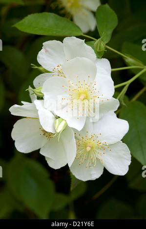 Rosa Rambling Rector Rose in Nahaufnahme Stockfoto