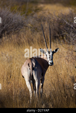 Oryx-Antilopen In überflutet National Parl, Afar-Region, Äthiopien Stockfoto