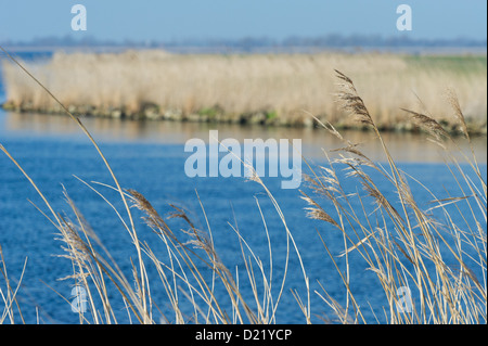 Wiegenden Schilf vor einem blauen See Stockfoto