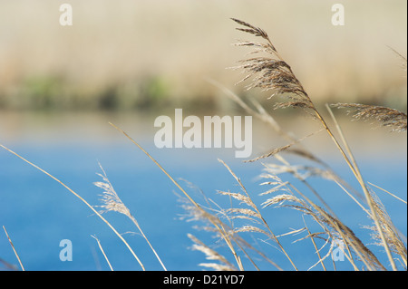 Wiegenden Schilf vor einem blauen See Stockfoto