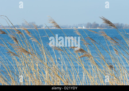 Wiegenden Schilf vor einem blauen See Stockfoto