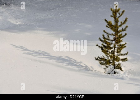 Lodgepole Pine (Pinus Contorta) Sämlinge im Schnee, Banff Nationalpark, Alberta, Kanada Stockfoto