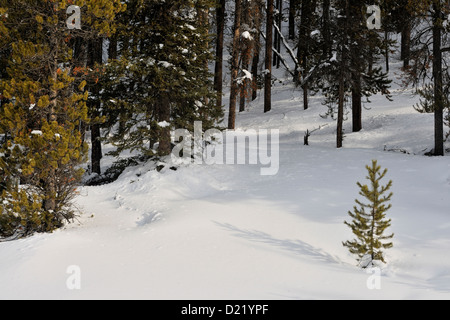 Lodgepole Pine (Pinus Contorta) Sämlinge im Schnee, Banff Nationalpark, Alberta, Kanada Stockfoto