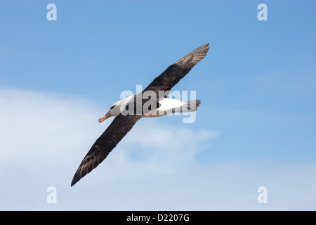 Black-browed Albatross (Thalassarche Melanophrys), auch bekannt als Black-browed Mollymawk im Flug, New Island, die Falkland-Inseln Stockfoto