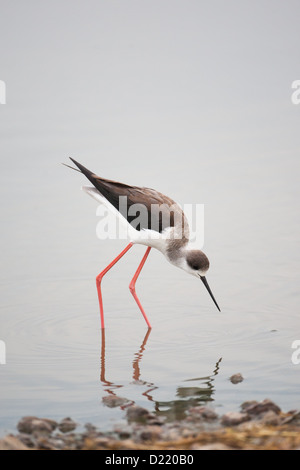 Ein Stelzenläufer, auch bekannt als die gemeinsame Stelzenläufer, füttert in einem See im Serengeti Nationalpark in Tansania Stockfoto