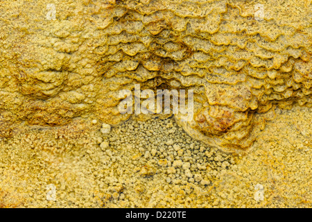 Details von Graten und Terrassen von Cyanobakterien in den Abfluss erstellt von Palette Frühling, Yellowstone National Park, Wyoming, USA Stockfoto