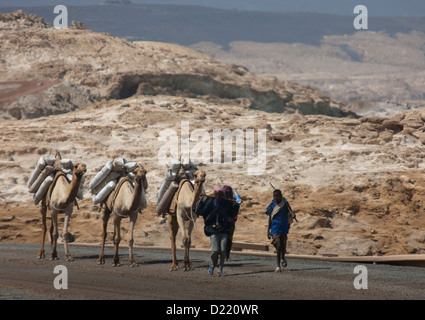 Kamele tragen Taschen von Salt Lake Assal, Dschibuti Stockfoto