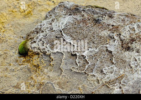 Details von Graten und Terrassen von Cyanobakterien in den Abfluss erstellt von Palette Frühling, Yellowstone National Park, Wyoming, USA Stockfoto