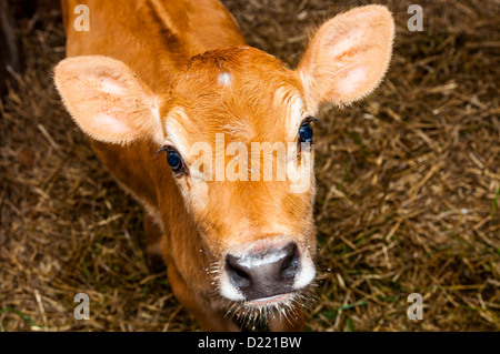 Ein Bild des jungen Jersey Kuh steht in der Scheune Stockfoto