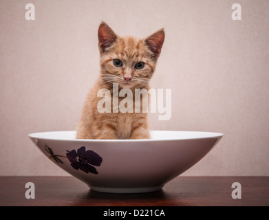 Ginger Bengal Kätzchen sitzen in Porzellanschüssel cross Stockfoto
