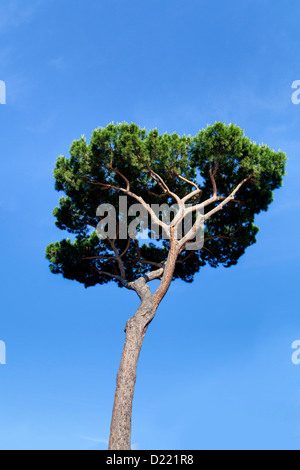 Mediterrane Pinie Stockfoto