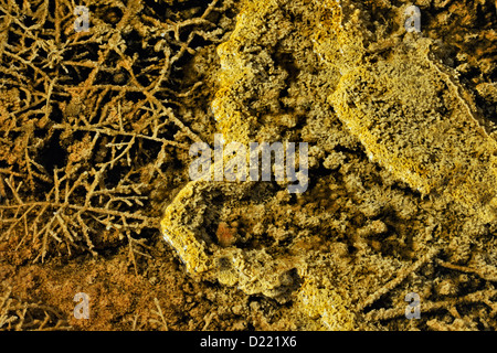 Abgestorbene Gräser beschichtet von Cyanobakterien in der oberen Terrassen in Mammoth Hot Springs, Yellowstone National Park, Wyoming, USA Stockfoto