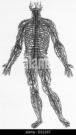 Flämischen Anatomen ANDREAS VESALIUS (1514-1564).  Holzschnitt der Spinalnerven aus seinem "De Humani Corpis Fabrica" Basel, 1543 Stockfoto