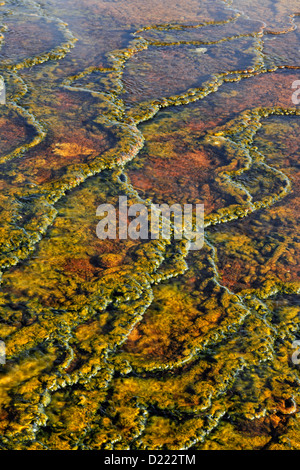 Thermophile Algen und Bakterien in der Nähe der Kanarischen Frühling bei Mammut, Yellowstone National Park, Wyoming, USA Stockfoto