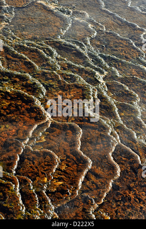 Thermophile Algen und Bakterien in der Nähe der Kanarischen Frühling bei Mammut, Yellowstone National Park, Wyoming, USA Stockfoto