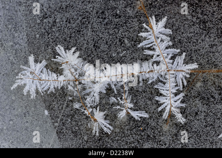 Frost und Eis Muster in einem Biber Teich, größere Sudbury (lebendig), Ontario, Kanada Stockfoto