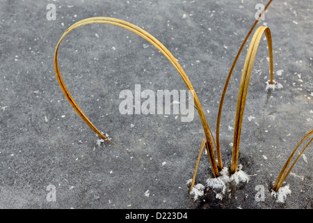 Marsh Gräser eingebettet in einem zugefrorenen Teich Biber, größere Sudbury (lebendig), Ontario, Kanada Stockfoto