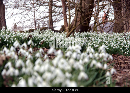 Ein Teppich von Schneeglöckchen, die den Waldboden im Frühling in der Nähe von Norwich North Wales Stockfoto