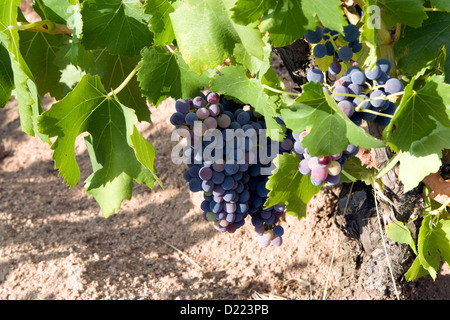 Sardinien: Blick auf Weinberge im Gennargentu Gebirge nr Oliena Stockfoto