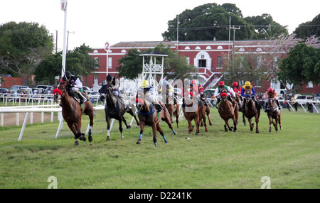 Pferderennen auf der Rennbahn von Savannah, Bridgetown, Barbados Stockfoto