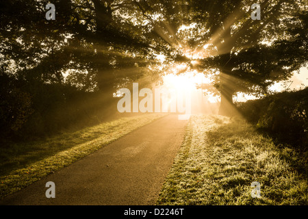 Goldene niedrigen Sonnenstrahlen Filtern Trog ein Baum auf einen Feldweg, Warwickshire, UK Stockfoto