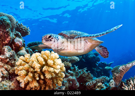 Green Sea Turtle Chelonia Mydas schwimmen über ein Korallenriff, Coral Sea, Great Barrier Reef, Pazifik, Queensland, Australien Stockfoto