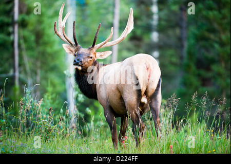 Rocky Mountain Elk (lat. Cervus Canadensis) in den Wäldern von Banff Nationalpark, Alberta, Kanada Stockfoto