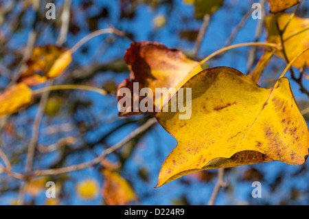 Glorreiche Herbstlaub vor einem blauen Himmel - Aufnahme mit einer geringen Schärfentiefe Stockfoto