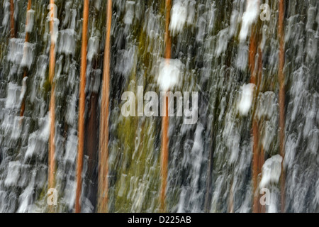 Lodgepole Pine Forest, Banff Nationalpark, Alberta, Kanada Stockfoto