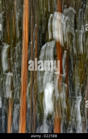 Lodgepole Pine Forest, Banff Nationalpark, Alberta, Kanada Stockfoto