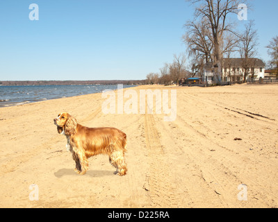 Ruby cavalier King Charles Spaniel am Strand Stockfoto